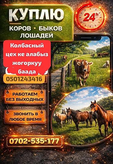 мышка ош: Колбаса цехи : Уйлар, букалар, | Күнү-түнү — 1