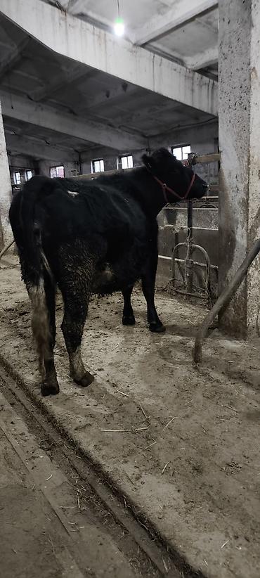 Коровы, быки: Продаю | Корова (самка) | Стельные — 12