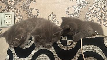 Tabbi, Erkək, Yaxşı əllərə, Pulsuz çatdırılma, Ünvandan götürmə