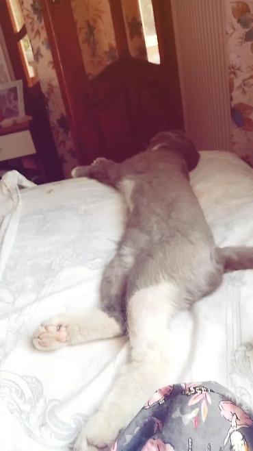 Pişiklər: Şotland yastı qulaq — 9