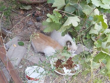 нужен котенок бесплатно: Котята 4 шт доплачу за каждую по 500 сомов