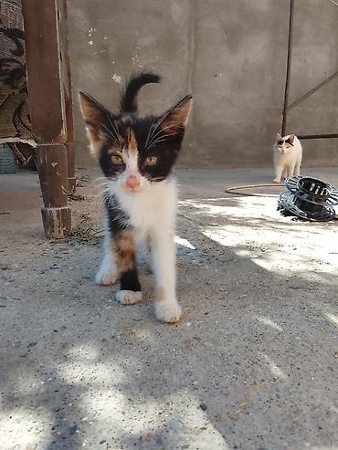 pişik satılır lalafo: Dişi ev pişiyi.Qum tərbiyəsi var,hər şey yeyir.Baladır.Ödənişsiz — 2