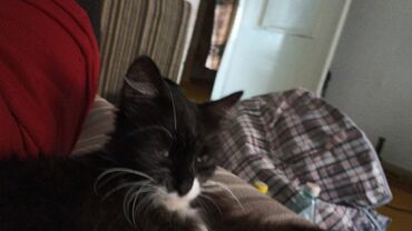 Продажа кошек: Котята . отдам в хорошие руки. - На фото — помет из трёх котят: два — 7