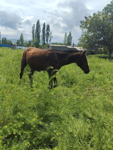 лошадь кыргызстан: Продаю | Кобыла (самка) | Полукровка | Для разведения, Для молока, Рабочий | Племенные