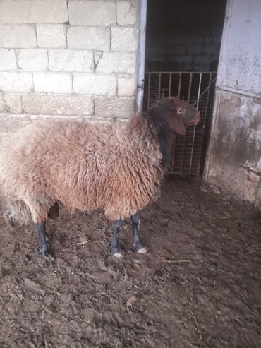 Qoyunlar, qoçlar: Qoyun – yerli ətlik/yunlu cins - Rəng: qəhvəyi yun, qara baş və qara — 6