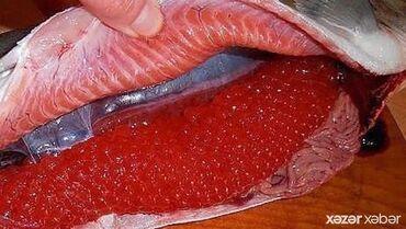 Kürü: 200 qr. kürü 20 azn — 8