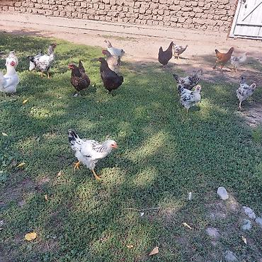 цыплята брама бишкек: Продаю домашние курицы — 2