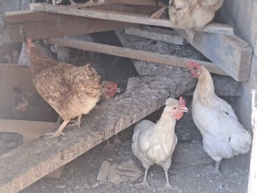 Yumurtayan kənd toyuqları 50 yaxın var 12 azn