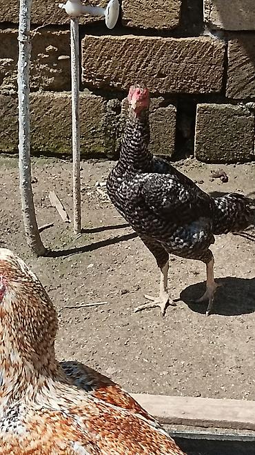 kənd cücəsi: Xoruz, il: 2, Ünvandan götürmə — 5