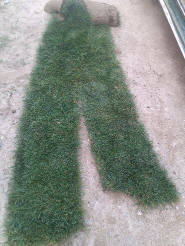 Toxumlar: IşQazon catrlma qurasdrmasi gul ciceyle baqlarin bezedilmesi 24/7 — 6