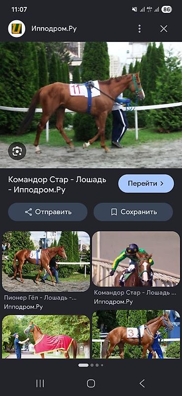мин булак: Сатам | Тай | Англиялык | Ат спорту — 5