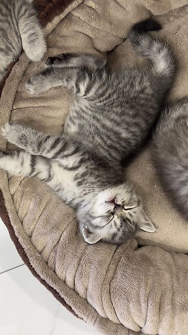 Продажа кошек: Три кошки и один кот Породистые котята серебристого окраса — 31