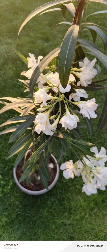 Садовые цветы и кустарники: Саженцы цветка — 17