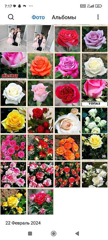 Фрукты и ягоды: Саженцы всех видов — питомник плодово-ягодных культур. Большой — 18