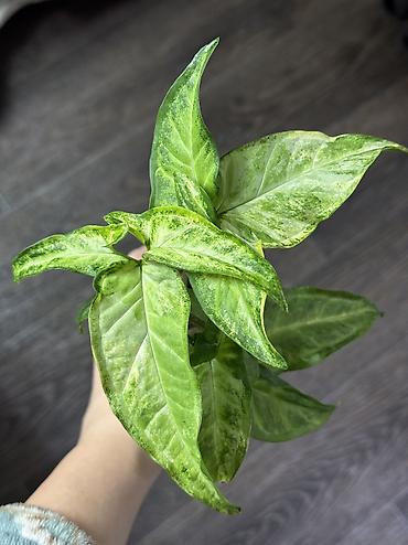 Другие комнатные растения: Добрый день! В продаже комнатные растения: Сингониумы - конфетти — 20