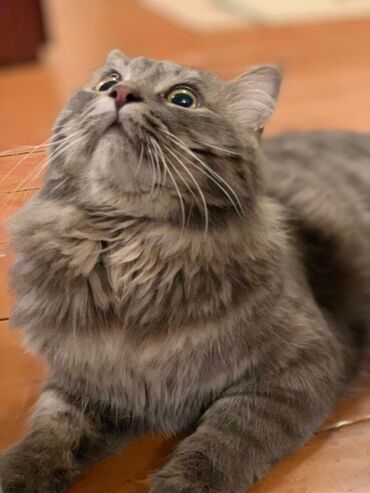 лоток для кота: Вязка бесплатно породистый Кот крупный. Вязка на вашей территории сами