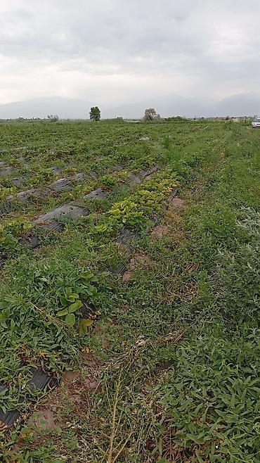 груд: Продаю действующий бизнес, полтора гектара клубники Альбион, клубника — 1