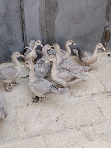 Digər quşlar: Muscovy (barbarı) ördəkləri – bala və yeniyetmə yaşda sürü - Rəng — 4