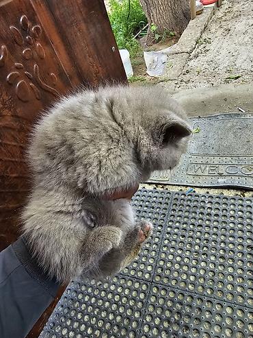 Pişiklər: Şotland yastı qulaq — 6