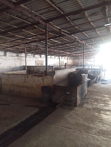 Продажа коттеджей и домов: Продаю два дома на одном участке Рядом с трассой Аэропорта Манас Село — 11