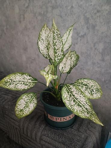 Аглаонемы: Аглаонема вариегатная (Aglaonema) в горшке - Эффектная — 2