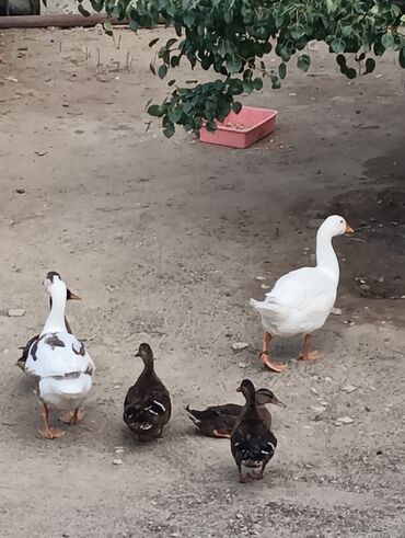 Ördəklər: Məhsul: Ev quşları – ördəklər (qrup halında) Təsvir: - Şəkillərdə — 10