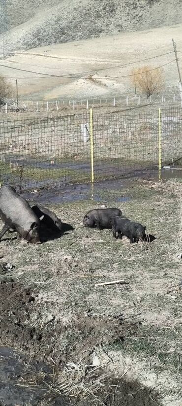 срочно продаю в связи с переездом: Сатам | Торопой | Курсагы салаңдап турган вьетнам чочкосу | Көбөйтүү үчүн