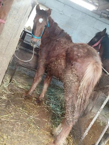 Лошади, кони: Продаю | Жеребенок | Рабочий — 4