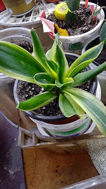 Хойи: Хойя вариегатная (Hoya carnosa variegata) — компактные укоренённые — 8