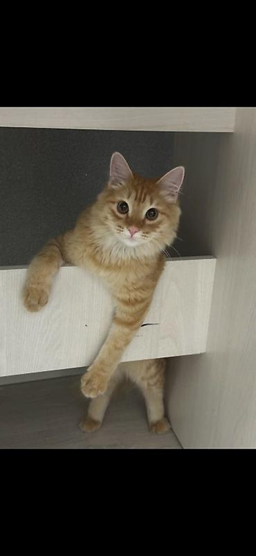 кошка мальчик: Ищем невесту для случки😃 В приоритете с беленькой шерстью) ‼️НЕ — 2