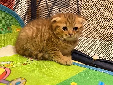 Scottish Fold balası – qızıl rəngli tabby - Cins: Scottish Fold