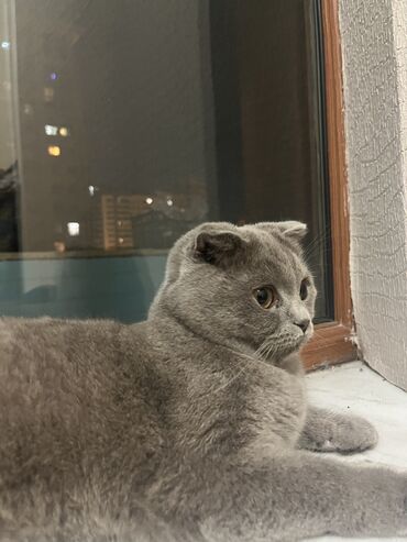 Heyvanlar: Salam temiz qan british shorthair’di 4 aylıq baladırlar tualet’lerini at lalafo.az Heyvanlar: Salam temiz qan british shorthair’di 4 aylıq baladırlar tualet’lerini