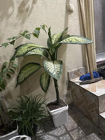 Dieffenbachia (Diffenbaxiya) – dekorativ yarpaqlı otaq bitkisi - Növ — 1
