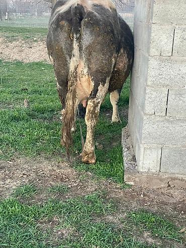 Коровы, быки: Продаю | Корова (самка) | Для молока — 8