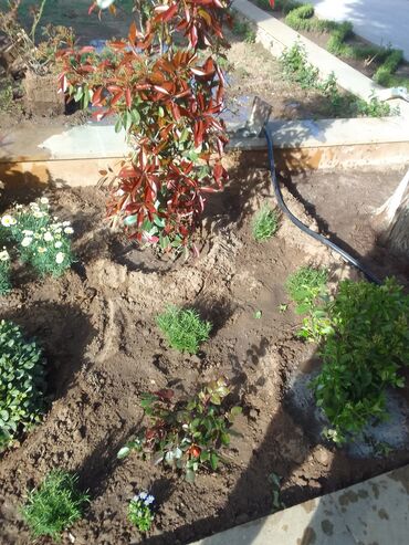 Torf: Torf kakabit peyin qara torpaq satışı 150 ədədən çox alana -da lalafo.az — 15 Torf: Torf kakabit peyin qara torpaq satışı 150 ədədən çox alana — 15