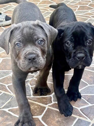 İtlər: Kane-Korso, 2 ay — 2