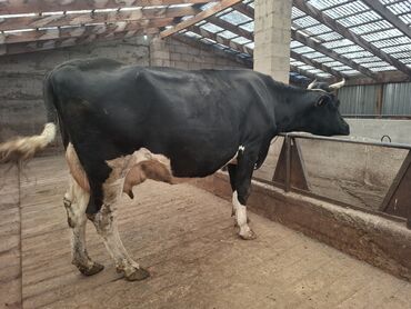 продажа скота: Сатам | Уй (ургаачы) | Көбөйтүү үчүн, Сүт алуу үчүн | Асыл тукумдуу, Бооз