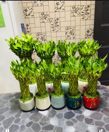 где купить водоросли для аквариума: «Счастливый бамбук» (Dracaena sanderiana) в декоративных