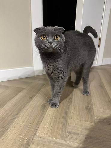 кошки скотиш фолд: Шотландская вислоухая кошка (Scottish Fold), девочка с паспортом и — 1