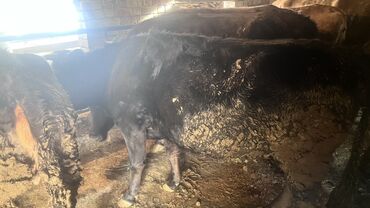 Коровы, быки: Продаю | Корова (самка) | Для разведения | Привязанные — 15