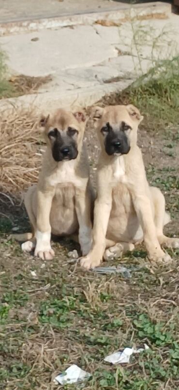 afcarka bala: DIQQETLE.OXU. bow bekar adamlar narahat elemesin . real almiyan