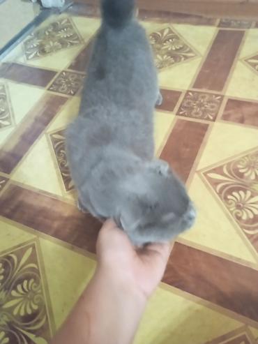 кошка манас: Скотиш Фолд (Шотландская вислоухая), более 5 лет, Девочка, Черепаховый, Приучена к лотку — 3