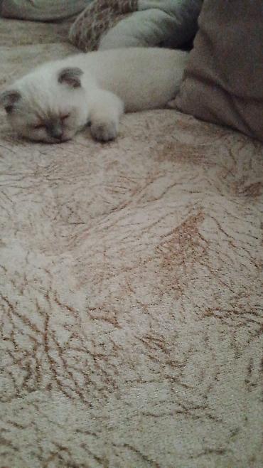 Pişiklər: Britan — 12