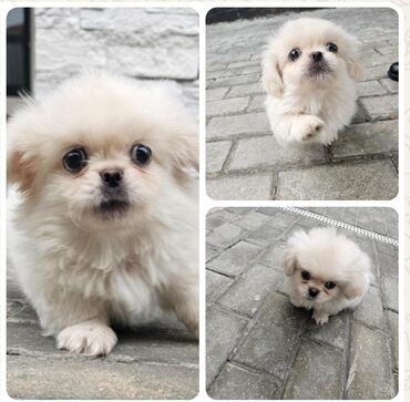 cins inekler azerbaycanda: Pekines, 2 ay, Erkek, Peyvəndli, Ünvandan götürmə lalafo.az -da cins inekler azerbaycanda: Pekines, 2 ay, Erkek, Peyvəndli, Ünvandan götürmə