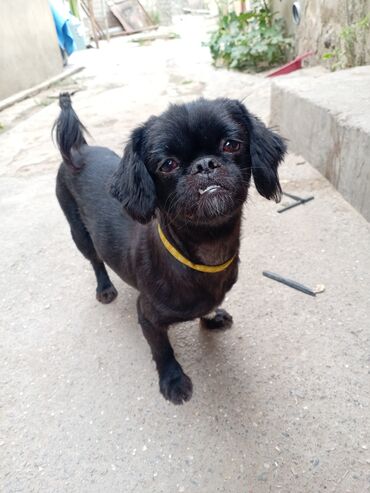 it pitpul: Pekines, 2 il, Dişi, Cütləşmə üçün