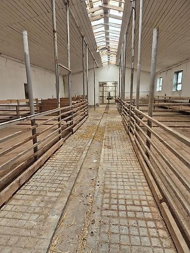 fermaya: Ferma mal saxlamaq üçün mükemmel bir yerdi erazisi böyük ve elave — 10