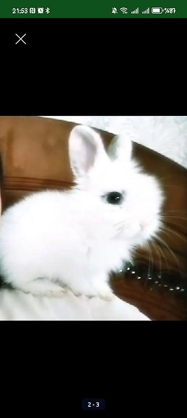 ev heyvanları: Hollant mini lop, tam sağlamdı, ev şəraitində saxlanılıb, vp:051 927 — 1
