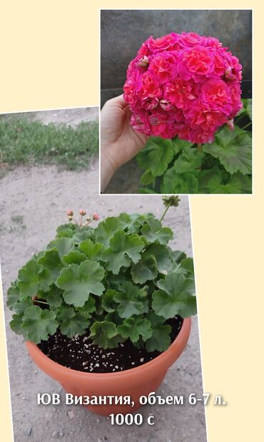 кочот помидор: Продаю большие кустики пеларгоний. Цена и название сорта на фото