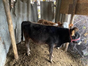 срочно продаю в связи с переездом: Сатам | Бука (эркек) | Бордоп семиртүү үчүн