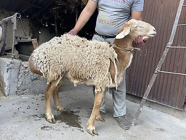 Баран, овца: Продаю | Баран (самец) — 9